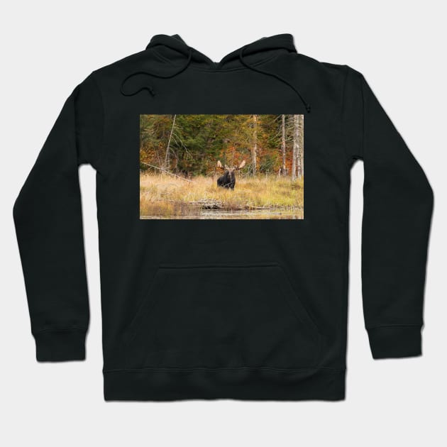 Bull Moose, Algonquin Park Hoodie by Jim Cumming